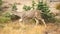 Hurricane Ridge, Olympic National Park, WASHINGTON USA - October 2014: A blacktail deer stops to admire the view of the