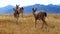 Hurricane Ridge, Olympic National Park, WASHINGTON USA - October 2014: A group of blacktail deer stops to admire the