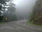 Hurricane Ridge Road in the fog