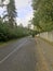 After the hurricane, the tree fell and blocked the road, a consequence of the storm