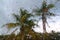 Hurricane tropical storm palm trees