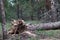 Hurricane uprooted tree in the forest. Fallen big pine