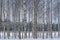 Hurst of birch trees with trees in a row against a blue and gray