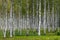 Hurst of green birch trees with white boles