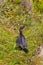 Hurt Waterfowl Bird In Grass