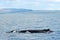 Husavik, Iceland - July, 2008: Whale watching