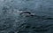 Husavik Whales