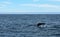 Husavik Whales