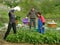 Husband, wife and her sister in picking chard