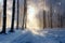 The hush of a beech winter forest, blanketed in glistening snow