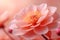 A Hushed Beauty Found in the Petal\\\'s Soft Pastel Morning Dance