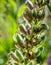 husk beans of a lupine, garden flower Lupinus polyphyllus