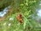 Husk of cicada on branch