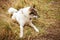 Husk dog. Husky. Dog on the background of grass. The dog is close-up.