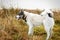 Husk dog. Husky. Dog on the background of grass. The dog is close-up.