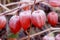 Husk tomato fruits covered with snow.