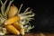 husked corn cobs with zucchini on a wooden surface against a background of black concrete plaster. front side view. autumn