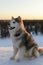 Huski dog on Yamal Peninsula