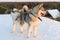 Huski dogs on Yamal Peninsula