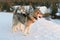 Huski dogs on Yamal Peninsula