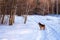 Huskie Colley dog walking in snow after a storm