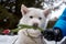 Huskie with flower in the forest