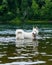 Huskie running in the water, dog enjoy in the river, dog swimming, portrait of swimming dog in wild river, huskie portrait close