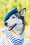 Huskies dog dressed in a marine uniform on the background outdoors