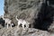 Huskies dogs walking in cliffs in Ruby Beach