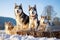 huskies hitched to a sled in a winter landscape