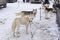 Huskies in Karelia waiting sled race