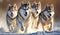 Huskies running in the snow. selective focus. Generate AI