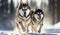 Huskies running in the snow. selective focus. Generate AI