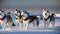 Huskies running on a snowy field, an atmosphere of adventure and magic