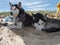 Huskies sleeping beach