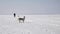 Huskies are walking on the frozen bay