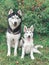 Husky adult and puppy