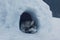 The husky breed dog lies at the entrance to the snow cave, called the igloo of the Eskimos