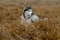 Husky breed dog lying in the grass on an autumn day