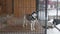 Husky in a cage looking at the camera