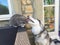 Husky and Cat sibling love in Wolsingham