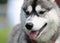 Husky closeup