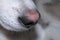 Husky closeup nose