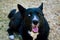 A Husky/Collie Dog Looks at the Camera