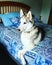 Husky with crossed legs on bed