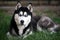 Husky dog