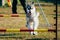 Husky in Dog agility, dog sport