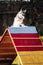 Husky in Dog agility, dog sport