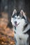 Husky dog in the autumn forest, portrait