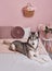 Husky dog on bed in interior of pink. Hotel concept for animals. Vetclinic. Animal Calendar Template. Greeting card with dog.